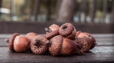 acorns-untitled