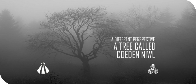 2018012 A TREE CALLED COEDEN NIWL A DIFFERENT PERSPECTIVE
