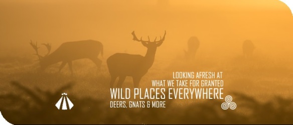 20190720 LOOKING AFRESH AT WHAT WE TAKE FOR GRANTED WILD PLACES EVERYWHERE DEERS GNATS